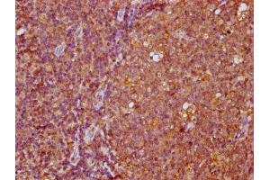 IHC image of ABIN7165570 diluted at 1:400 and staining in paraffin-embedded human tonsil tissue performed on a Leica BondTM system. (FAM83G antibody  (AA 464-615))