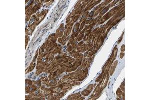 Immunohistochemical staining of human heart muscle with HIGD2BP polyclonal antibody  shows strong cytoplasmic positivity in myocytes. (HIGD2B antibody)