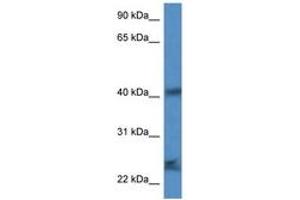 Image no. 1 for anti-Secretory Carrier Membrane Protein 1 (SCAMP1) (AA 49-98) antibody (ABIN6747294) (SCAMP1 antibody  (AA 49-98))