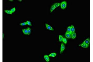 Immunofluorescent analysis of HepG2 cells using ABIN7167735 at dilution of 1:100 and Alexa Fluor 488-congugated AffiniPure Goat Anti-Rabbit IgG(H+L) (RFPL4B antibody  (AA 1-263))