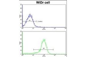 Flow cytometric analysis of widr cells using ZWINT Antibody (Center)(bottom histogram) compared to a negative control cell (top histogram). (ZWINT antibody  (AA 59-88))