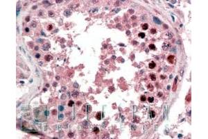 ABIN190835 (2µg/ml) staining of paraffin embedded Human Testis. (Nanog antibody  (C-Term))