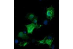 Image no. 2 for anti-RAB30, Member RAS Oncogene Family (RAB30) antibody (ABIN1500559) (RAB30 antibody)