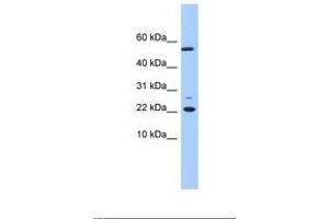 Image no. 1 for anti-DnaJ (Hsp40) Homolog, Subfamily C, Member 24 (DNAJC24) (N-Term) antibody (ABIN6739413)