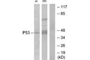 Western blot analysis of extracts from Jurkat/293, using p53 (Ab-6) Antibody. (p53 antibody  (AA 1-50))