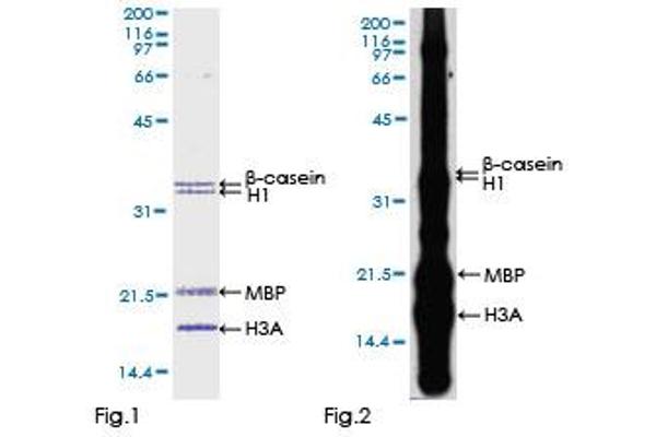 DYRK3 Protein (AA 1-568) (GST tag)