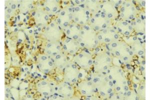 ABIN6276837 at 1/100 staining Mouse liver tissue by IHC-P.