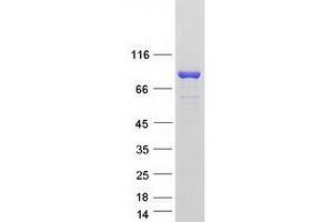 Western Blotting (WB) image for SEC14-Like 1 (SEC14L1) (Transcript Variant 3) protein (Myc-DYKDDDDK Tag) (ABIN2731558)
