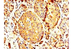 IHC image of ABIN7166420 diluted at 1:200 and staining in paraffin-embedded human pancreatic tissue performed on a Leica BondTM system. (PCMT1 antibody  (AA 117-228))