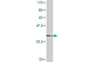 Western Blot detection against Immunogen (37. (ATP6AP1 antibody  (AA 51-150))