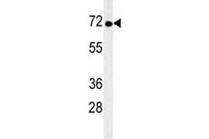 TNK1 antibody western blot analysis in mouse brain tissue lysate. (TNK1 antibody)