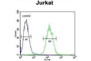 Flow cytometric analysis of Jurkat cells  using ETS1 Antibody (N-term) Cat. (ETS1 antibody  (N-Term))