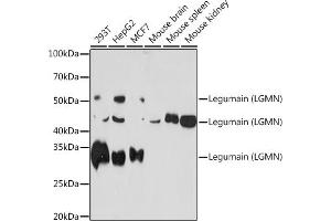 Western blot analysis of extracts of various cell lines, using Legumain (LGMN) (LGMN) Rabbit mAb (ABIN7268208) at 1:1000 dilution. (LGMN antibody)