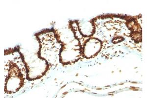 Formalin-fixed, paraffin-embedded Rat Colon stained with Pan-Nuclear Antigen Monoclonal Antibody (NM106). (Nuclear Antigen (Pan-Nuclear Marker) antibody)