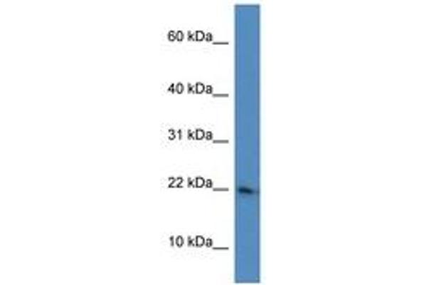 RPL26 antibody  (C-Term)