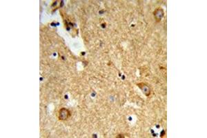 Formalin-fixed and paraffin-embedded human brain tissue reacted with ENTPD2 / CD39L1 Antibody (N-term) followed which was peroxidase-conjugated to the secondary antibody, followed by DAB staining. (ENTPD2 antibody  (N-Term))