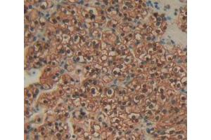 IHC-P analysis of Human Kidney Tissue, with DAB staining. (Annexin IV antibody  (AA 11-164))