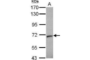 WB Image Sample (30 ug of whole cell lysate) A: HCT116 7. (STXBP2 antibody)