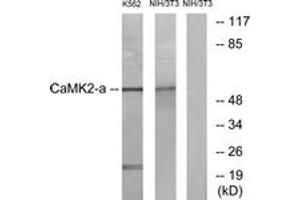 Western blot analysis of extracts from NIH-3T3/K562 cells, using CaMK2 alpha/delta (Ab-286) Antibody. (CaMK2 alpha/delta antibody  (AA 256-305))