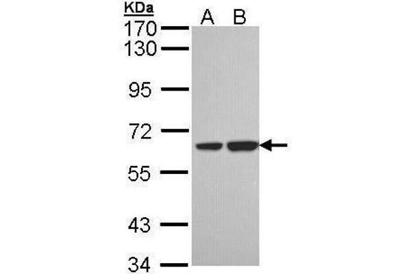 SNX18 抗体  (C-Term)