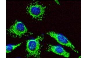 ICC/IF analysis of HSP60 in HeLa cells line, stained with DAPI (Blue) for nucleus staining and monoclonal anti-human HSP60 antibody (1:100) with goat anti-mouse IgG-Alexa fluor 488 conjugate (Green). (HSPD1 antibody  (AA 1-573))