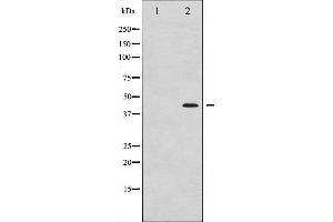 Western blot analysis of MEK1/2 phosphorylation expression in UV treated Jurkat whole cell lysates,The lane on the left is treated with the antigen-specific peptide. (MEK1 antibody  (pSer221))