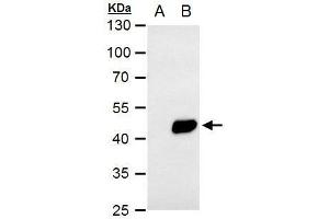 PDK1 antibody