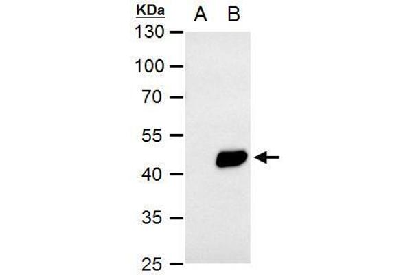 PDK1 antibody