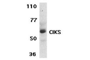 Western Blotting (WB) image for anti-TRAF3 Interacting Protein 2 (TRAF3IP2) (C-Term) antibody (ABIN1030336) (TRAF3IP2 antibody  (C-Term))