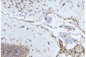 ABIN6276984 at 1/100 staining Mouse brain tissue by IHC-P.