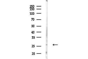 Western blot analysis of lysates from Rat liver, using GS Antibody at 1/1000 dilution.