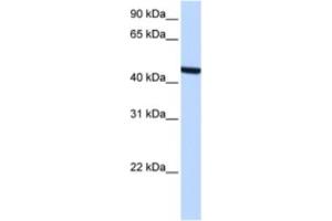 anti-Zinc Finger, C3HC-Type Containing 3 (ZCCHC3) antibody