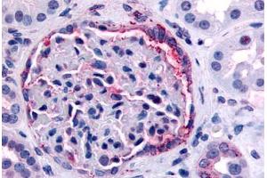 Anti-INPP5J / PIB5PA antibody  ABIN1048974 IHC staining of human kidney. (INPP5J antibody  (C-Term))