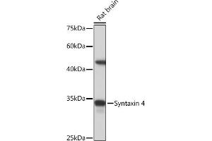 Western blot analysis of extracts of Rat brain, using Syntaxin 4 Rabbit mAb (ABIN7270687) at 1:1000 dilution. (Syntaxin 4 antibody)