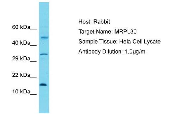 MRPL30 antibody  (C-Term)