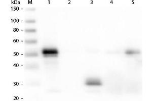 Western Blot of Anti-Rabbit IgG F(c) (DONKEY) Antibody . (Donkey anti-Rabbit IgG (Fc Region) Antibody (TRITC) - Preadsorbed)
