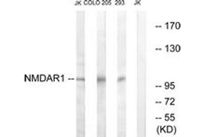 Western blot analysis of extracts from Jurkat/COLO205/293 cells, using NMDAR1 (Ab-896) Antibody.
