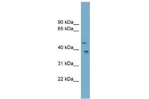 WB Suggested Anti-SPOCK3 Antibody Titration:  0. (SPOCK3 antibody  (Middle Region))