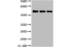 Western blot analysis of 1) Hela, 2) Mouse Brain Tissue, 3) Rat Brain Tissue, diluted at 1:5000. (TUBB1 antibody)