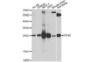 Western blot analysis of extracts of various cell lines, using EIF4E antibody (ABIN5971189) at 1/1000 dilution. (EIF4E antibody)