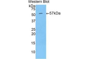 Western blot analysis of the recombinant protein. (N-Acetyl alpha-D-Glucosaminidase (AA 449-709) antibody)