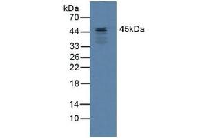 SERPINB3 anticorps  (AA 1-210)