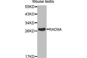 Western blot analysis of extracts of mouse testis, using RAD9A antibody. (RAD9A antibody)