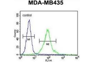 Flow cytometric analysis of MDA-MB435 cells using MeCP2 Antibody (N-term) Cat. (MECP2 antibody  (N-Term))