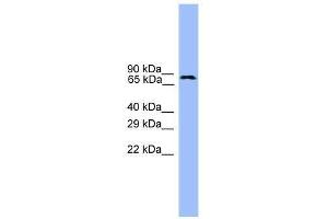 USP1 antibody used at 0. (USP1 antibody  (C-Term))