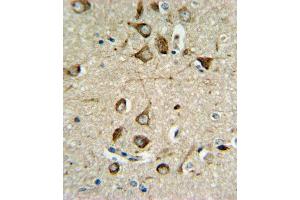 ASMT Antibody (Center) (ABIN650987 and ABIN2840024) IHC analysis in formalin fixed and paraffin embedded brain tissue followed by peroxidase conjugation of the secondary antibody and DAB staining. (ASMT antibody  (AA 212-241))