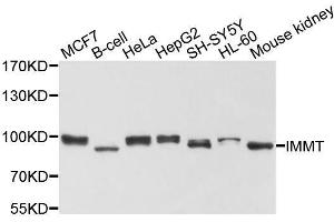 Western blot analysis of extracts of various cell lines, using IMMT antibody. (IMMT antibody  (AA 120-270))
