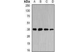 Western blot analysis of MATH-1 expression in SW620 (A), HepG2 (B), mouse liver (C), mouse heart (D) whole cell lysates. (ATOH1 antibody)