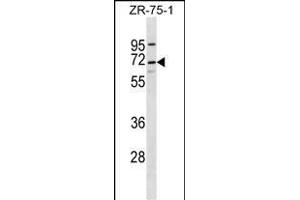 C10orf2 anticorps  (C-Term)