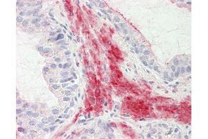 Anti-MKP3 / DUSP6 antibody IHC staining of human prostate. (DUSP6 antibody  (AA 14-201))